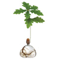 Acorn Propogation Vase | Clear Glass (Acorn not included) - Suzie Anderson Home