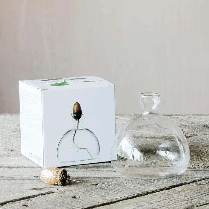 Acorn Propogation Vase | Clear Glass (Acorn not included) - Suzie Anderson Home