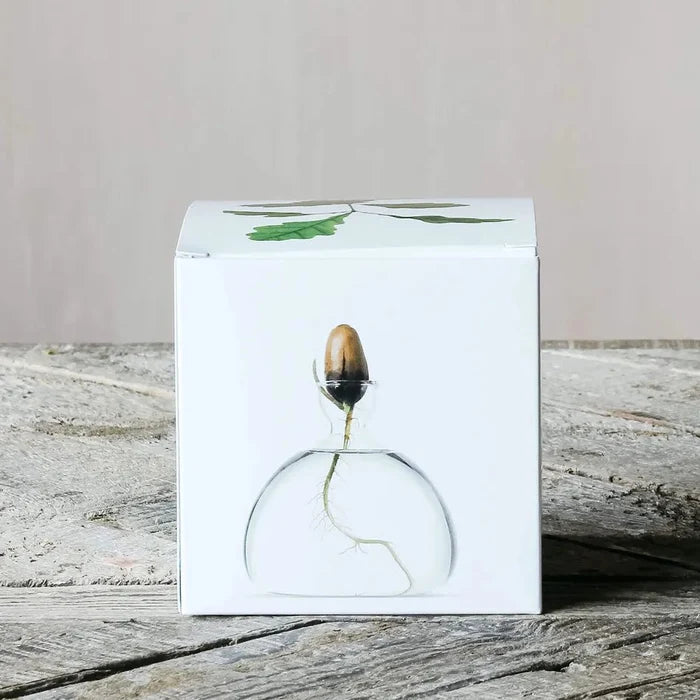 Acorn Propogation Vase | Clear Glass (Acorn not included) - Suzie Anderson Home