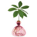 Avocado Propogation Vase | Coloured Rose Pink (Avocado seed not included) - Suzie Anderson Home