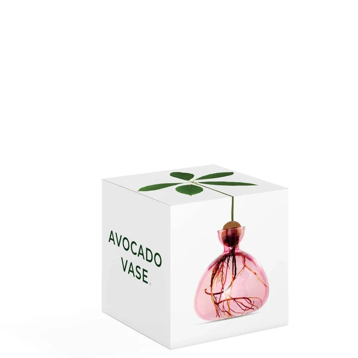Avocado Propogation Vase | Coloured Rose Pink (Avocado seed not included) - Suzie Anderson Home