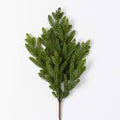 Cedar Pine Pick