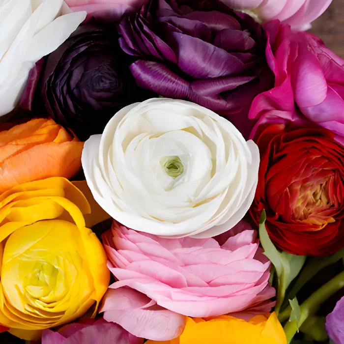 Farm Fresh Cut Ranunculus Flowers For Your House