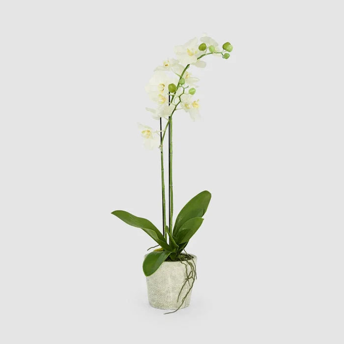 Faux Orchid in Clay Pot | White | 84cm - Suzie Anderson Home