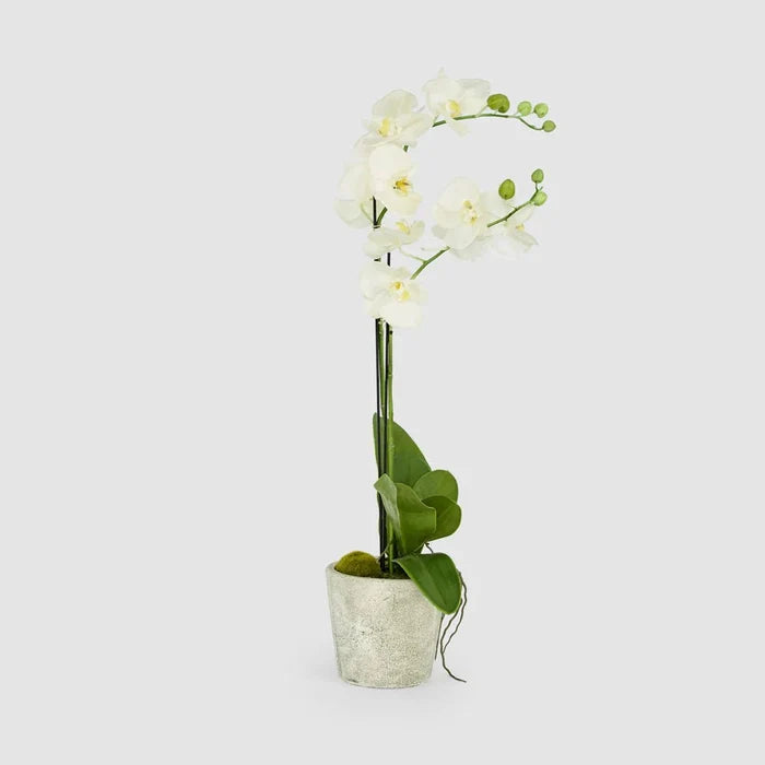 Faux Orchid in Clay Pot | White | 84cm - Suzie Anderson Home