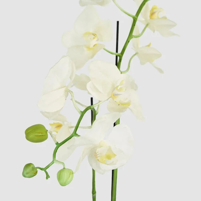 Faux Orchid in Clay Pot | White | 84cm - Suzie Anderson Home