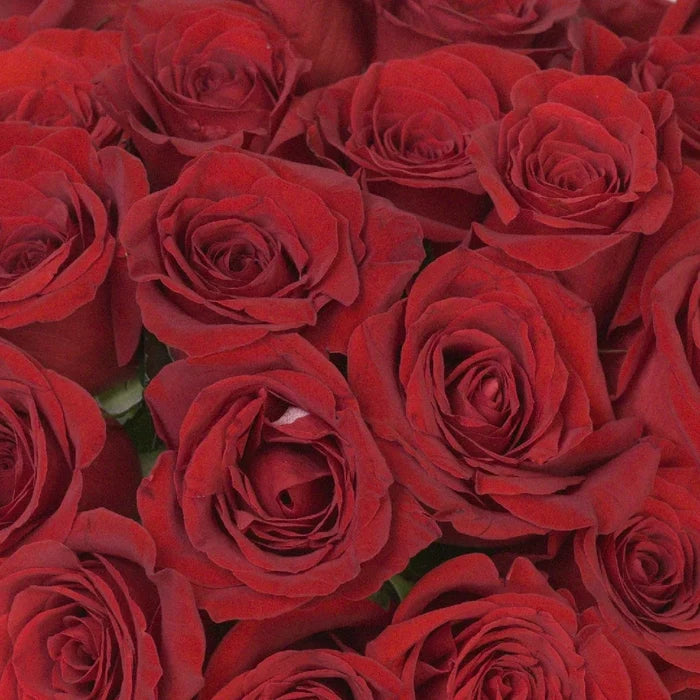 Fresh Freedom Red Roses Stem - Image