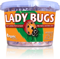 Ladybugs - 500 Per Continer