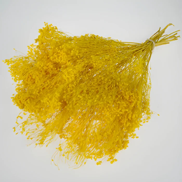Mustard Yellow Dried Broom Bloom