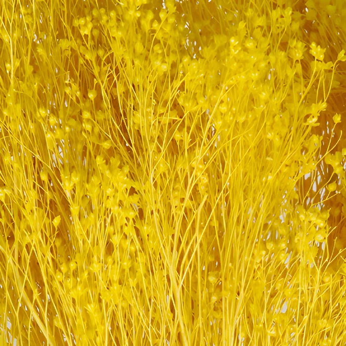 Mustard Yellow Dried Broom Bloom