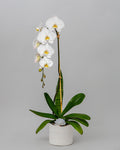 Orchid - White