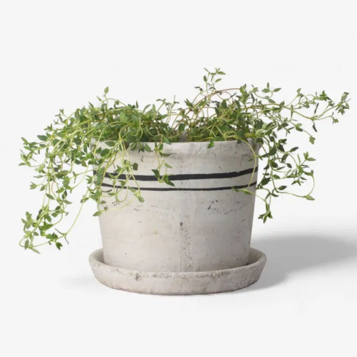 Portugal Herb Pot | Small