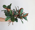Real Touch Magnolia Stem