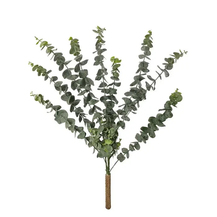 Spiral Eucalyptus Bush