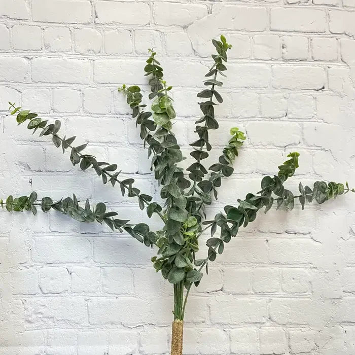 Spiral Eucalyptus Bush