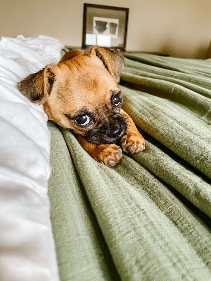 The 365 Blanket - Moss & Sage
