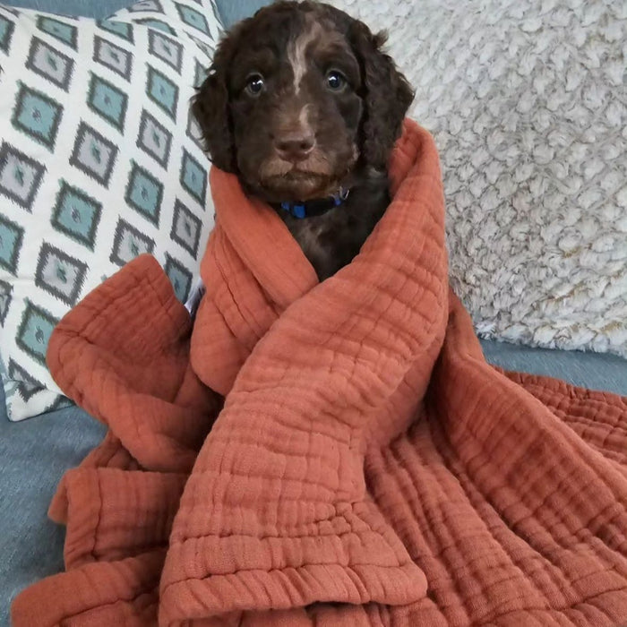 The Paw-sitively Imperfect Pet Blanket