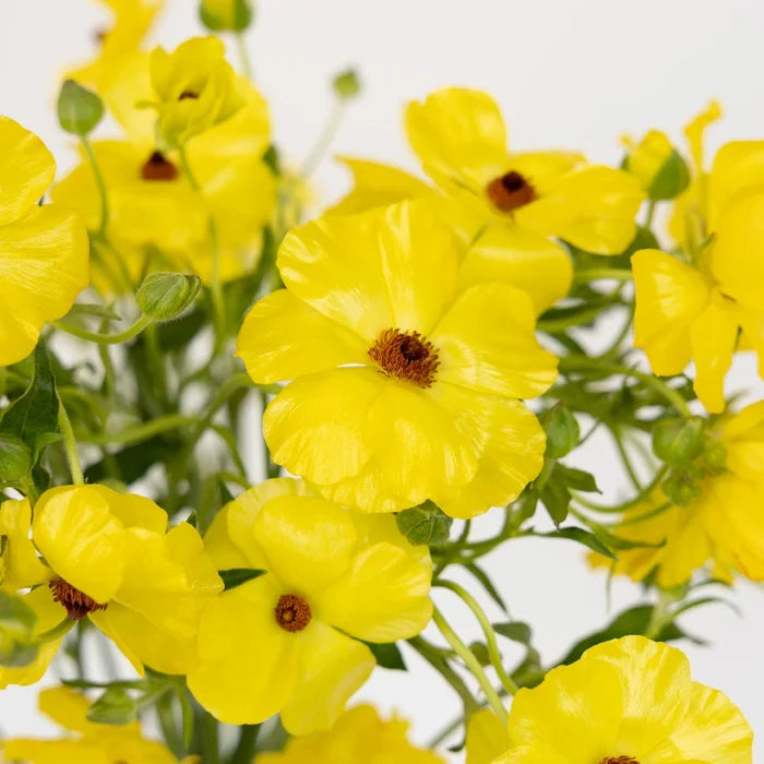 Yellow Butterfly Ranunculus Flower Close Up - Image